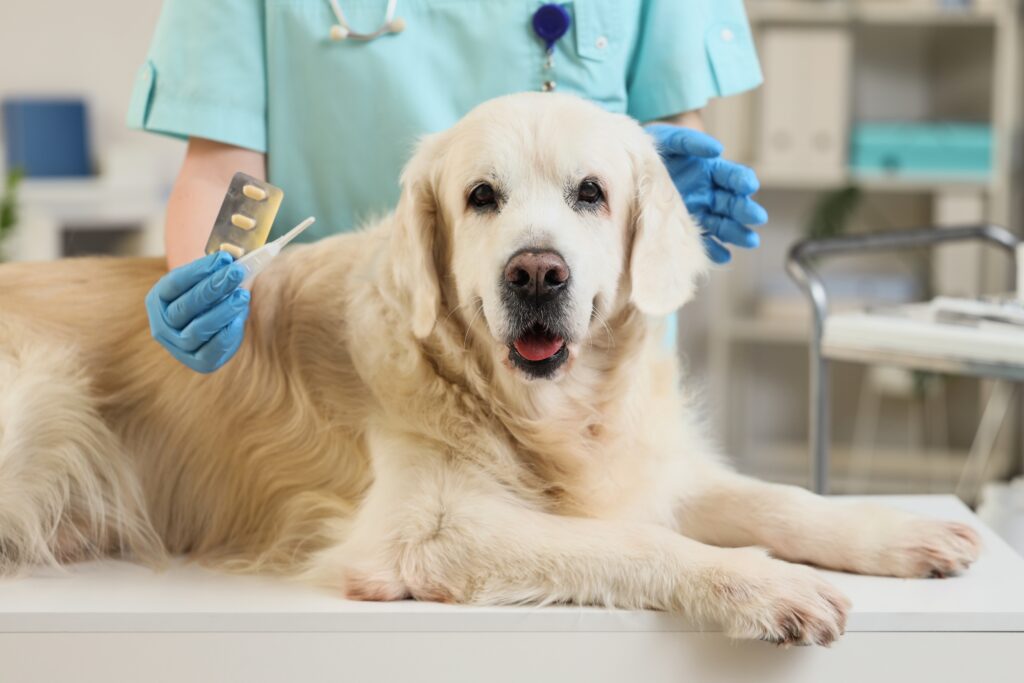 Effective Ways to Prevent Lice, Fleas, and Parasites in Household Pets